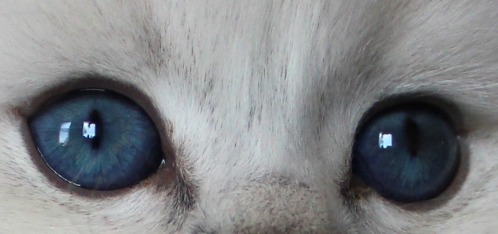 so blaue Augen......